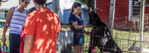 A group of people stand around goats while a woman feeds a goat leaning over the fence.