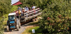 A tractor pulls a wagon filled with people through an apple orchard.