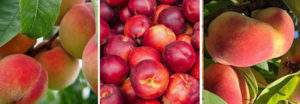 Close up images of peaches, nectarines and donut peaches on branches